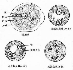 流行病学基本原理课件 阿米巴痢疾 阿米巴痢疾-基本概述，阿米巴痢疾-流行病学