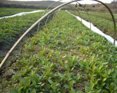 中药化学成分 颠茄草 颠茄草-基本内容，颠茄草-中药化学成分