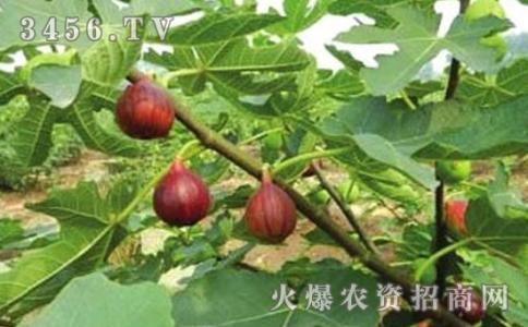 种植无花果有销路吗 怎样种植无花果