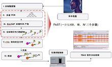 博卡病毒 博卡病毒 博卡病毒-基因组学，博卡病毒-引发症状