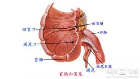 肛管炎的症状 肛管炎 肛管炎-肛管炎的病因，肛管炎-肛管炎的症状