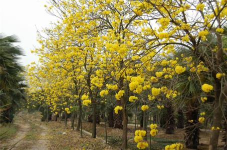 黄花风铃木 黄花风铃木 黄花风铃木-简介，黄花风铃木-形态特征