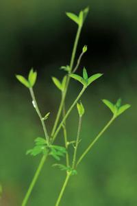 物种名词解释 天葵属 天葵属-名词解释，天葵属-所有物种