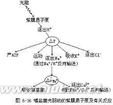 质子泵抑制剂分类 质子泵 质子泵-质子泵分类，质子泵-存在与特点