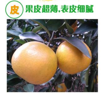 廉江红橙种植技术 廉江红橙 廉江红橙-简介，廉江红橙-种植历史