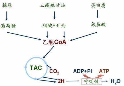 生物化学有氧氧化 氧化 氧化-生物，氧化-化学