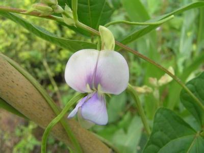 豆科植物主要营养成分 豆科 豆科-成分特征，豆科-形态特征