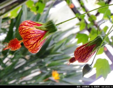 形态特征 金铃花 金铃花-形态特征，金铃花-生长环境