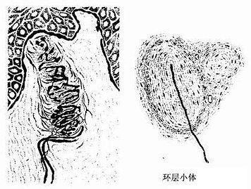 it行业分类及就业前景 被囊 被囊-分类，被囊-研究前景