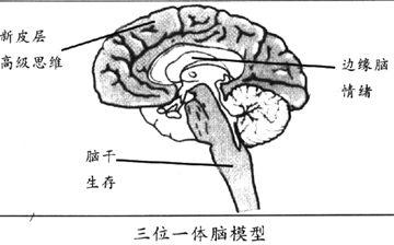 边缘神经系统的功能有 边缘系统 边缘系统-简介，边缘系统-功能