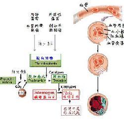 维生素的发现 维生素D 维生素D-?基本简介，维生素D-发现过程