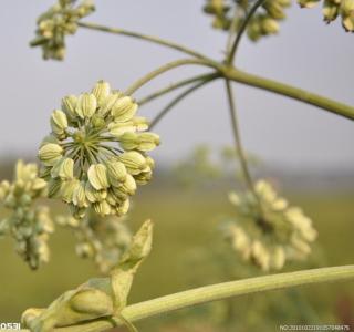 植物生长的基本条件 白芷 白芷-?基本介绍，白芷-植物属性