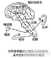 conditioned 非条件反射 非条件反射-unconditionedreflex