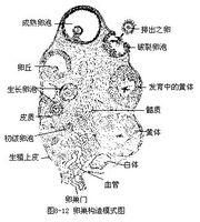 注音拼音对照表 前缘 前缘-拼音，前缘-注音