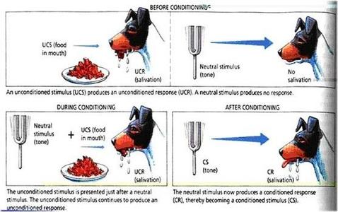 巴甫洛夫经典条件反射 经典条件反射 经典条件反射-巴甫洛夫的经典条件反射学说，经典条