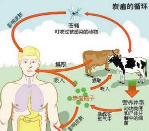 炭疽传播途径 炭疽病毒 炭疽病毒-介绍，炭疽病毒-主要传播途径