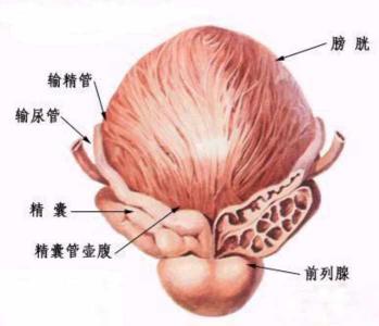 怎样治疗前列腺精囊炎 前列腺精囊炎 前列腺精囊炎-概述，前列腺精囊炎-前列腺危害