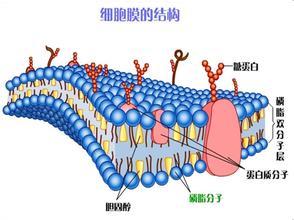 磷脂双分子层模型 磷脂双分子层 磷脂双分子层-结构，磷脂双分子层-流动镶嵌模型的