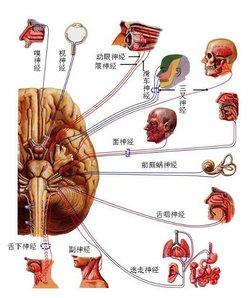 恐怖症 恐怖性神经症 恐怖性神经症-恐怖性神经症，恐怖性神经症-恐怖症