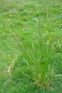 多肉植物科属介绍 剪股颖 剪股颖-植物介绍，剪股颖-剪股颖科