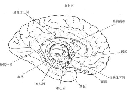 大脑边缘系统 大脑边缘系 大脑边缘系-简介，大脑边缘系-相关条目