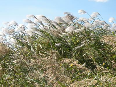 荻花 荻花-荻花，荻花-生长习性