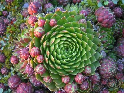 长生草属 长生草属 长生草属-长生草属(Sempervivum)，长生草属-相关条目