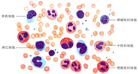 白细胞的作用 白细胞 白细胞-基本简介，白细胞-功能作用