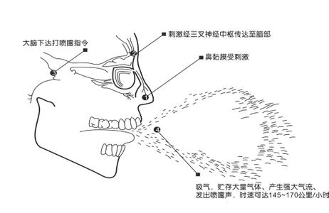 打喷嚏原理 喷嚏 喷嚏-基本释义，喷嚏-形成原理