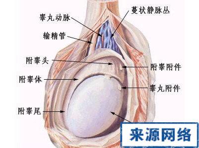 睾丸精索静脉曲张病因 睾丸静脉曲张 睾丸静脉曲张-病因，睾丸静脉曲张-发病人群