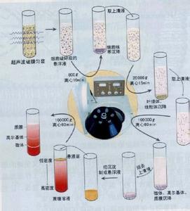 离心泵基本方程 离心 离心-基本内容，离心-基本解释