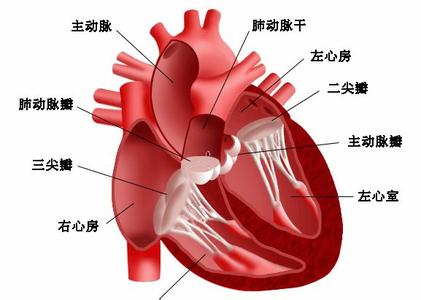 心力衰竭体征 慢性心力衰竭 慢性心力衰竭-疾病概述，慢性心力衰竭-症状体征