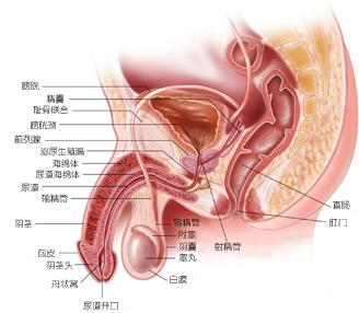 附睾炎睾丸炎 慢性附睾炎怎么治疗好