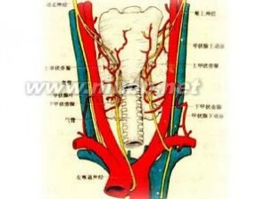 亚急性甲状腺炎的病因 亚急性甲状腺炎 亚急性甲状腺炎-病因，亚急性甲状腺炎-发病机制