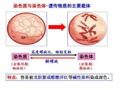 音乐的定义及简介 原核细胞 原核细胞-原核细胞的定义，原核细胞-原核细胞简介