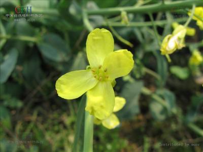 芸薹属 芸薹属 芸薹属-种属分布，芸薹属-所有物种