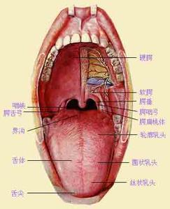 头腔共鸣 鼻腔共鸣