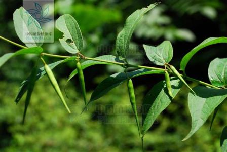 牡丹花的植物学特征 徐长卿[植物] 徐长卿[植物]-概述，徐长卿[植物]-植物学特征