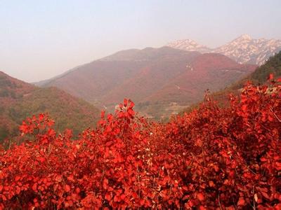 北京植物园简介 上方山[北京] 上方山[北京]-简介，上方山[北京]-植物资源