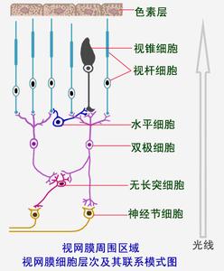 公司组织结构简介 视网膜 视网膜-简介，视网膜-组织结构