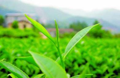 生物学特性 白芽奇兰 白芽奇兰-简介，白芽奇兰-生物特性