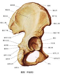 构成整机特征需注明 髋骨 髋骨-特征描述，髋骨-构成