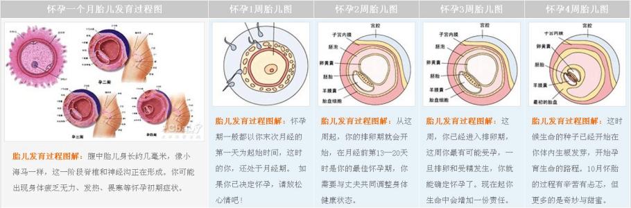 图解胎儿成长过程 图解胎儿成长过程 精