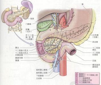 十二指肠溃疡临床路径 十二指肠 十二指肠-组成，十二指肠-临床资料