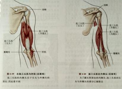 如何锻炼肱三头肌 三头肌 三头肌-三头肌，三头肌-如何锻炼三头肌