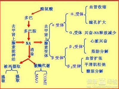 肾上腺素临床应用 肾上腺素 肾上腺素-物化性质，肾上腺素-在体内的应用过程