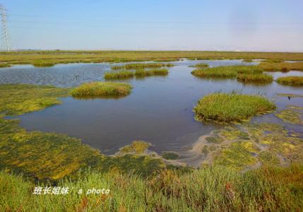 沼泽地 沼泽地 沼泽地-简介，沼泽地-沼泽地