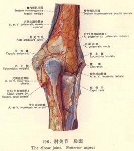 肘关节组成 肘关节 肘关节-关节的结构，肘关节-肘关节的组成
