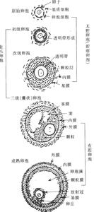 卵泡黄素化b超特征 卵泡 卵泡-卵泡，卵泡-分类及特征