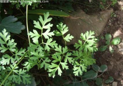 芹叶铁线莲 芹叶铁线莲 芹叶铁线莲-植物简介，芹叶铁线莲-形态特征